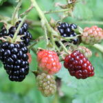 wild_berries