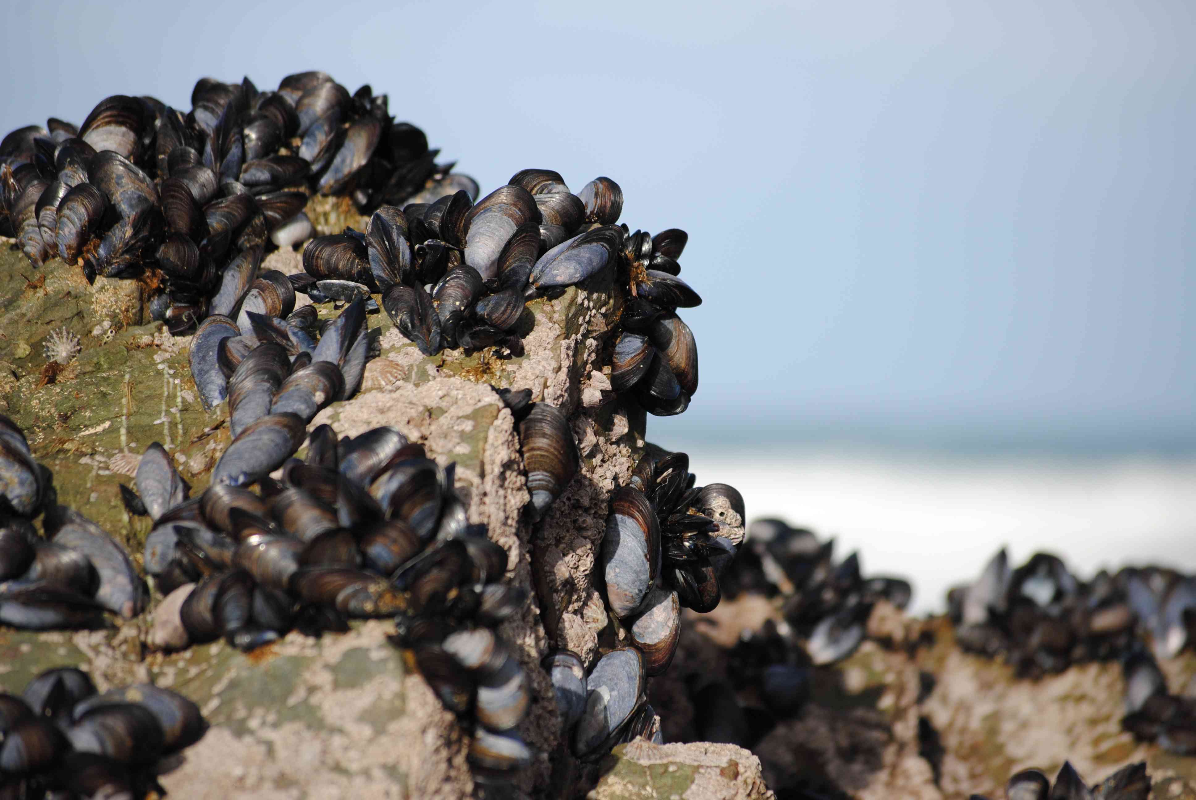mussels on rocks