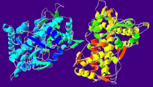 Cytochrome_P450_Oxidase