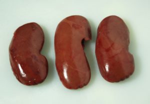 Kidney meat