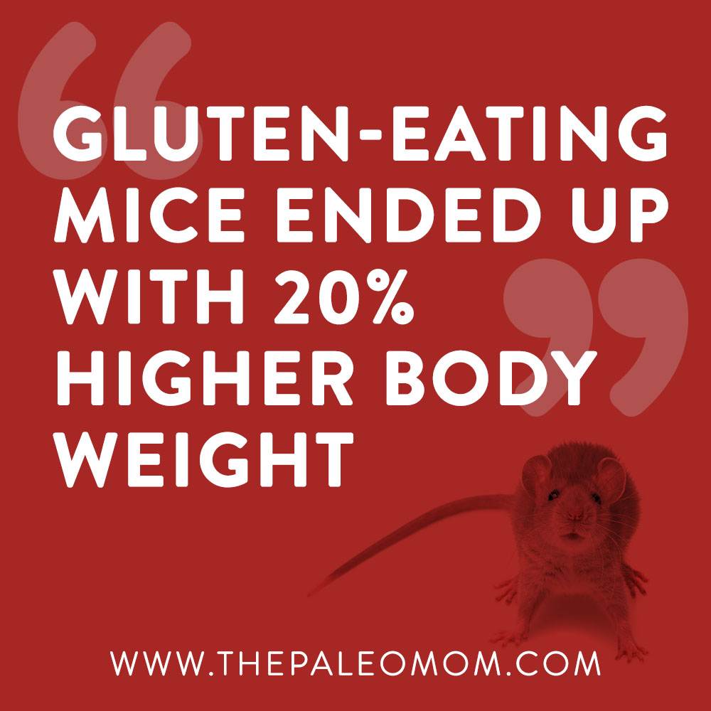 the-link-between-gluten-and-obesity-the-Paleo-mom-mice-with-20-higher-body-weight