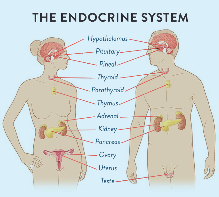what-is-adrenal-fatigue-demistifying-adrenal-fatigue-the-Paleo-mom-endocrine-system