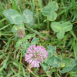clover_round_leaves