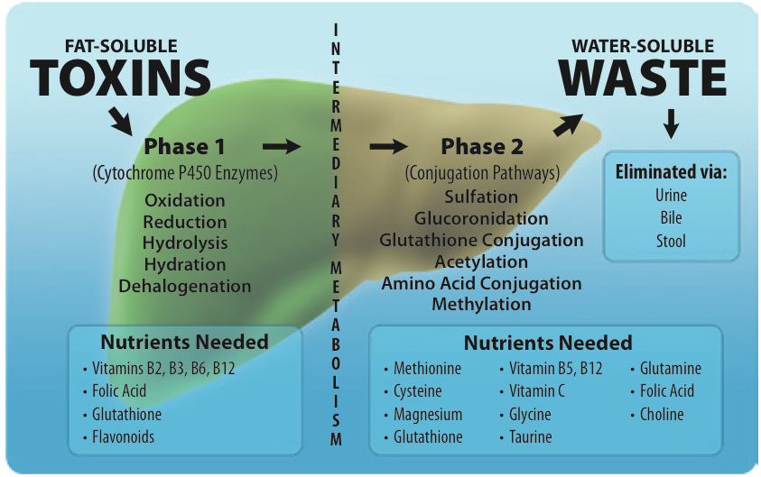 Liver detoxification protocol