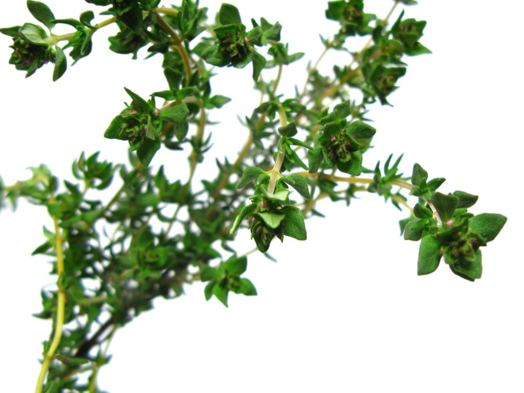 fresh thyme to dried thyme tablespoon fresh thyme to dried thyme tablespoon