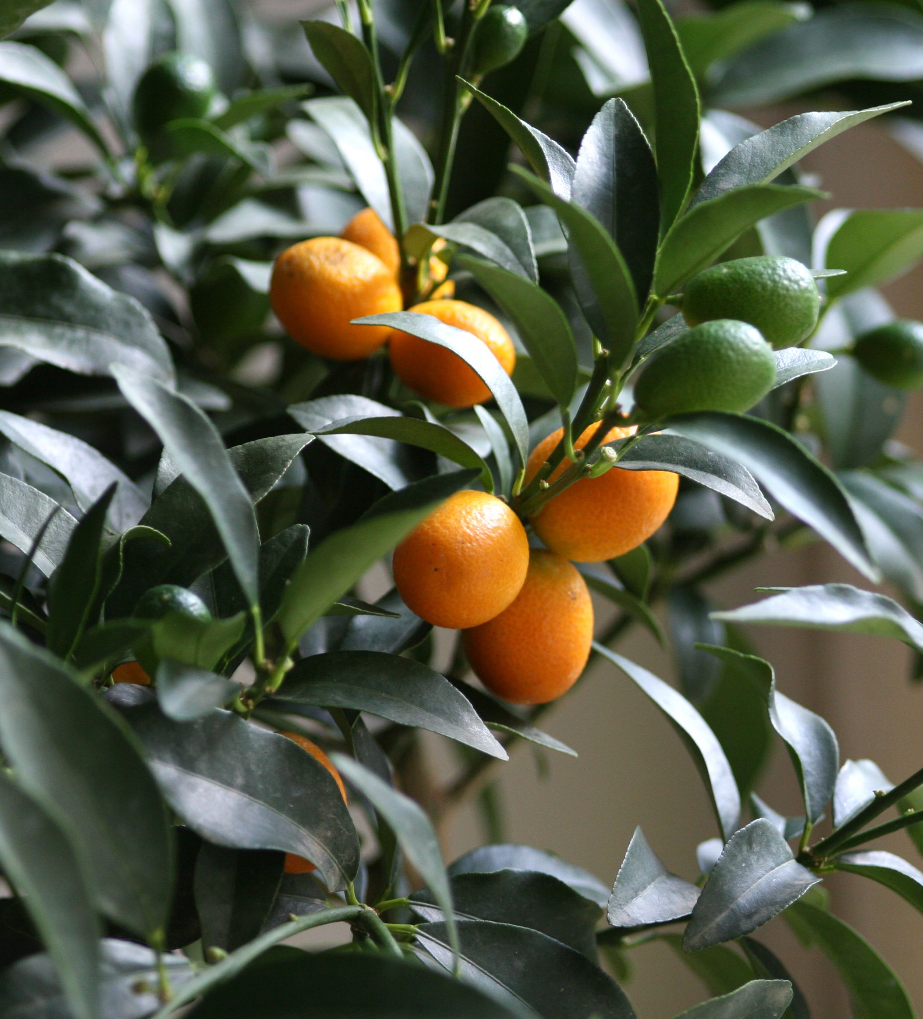 Kumquat - The Paleo Mom