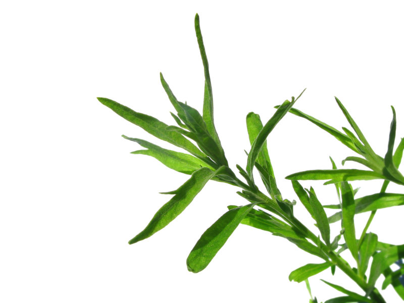 Tarragon