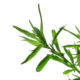 Tarragon