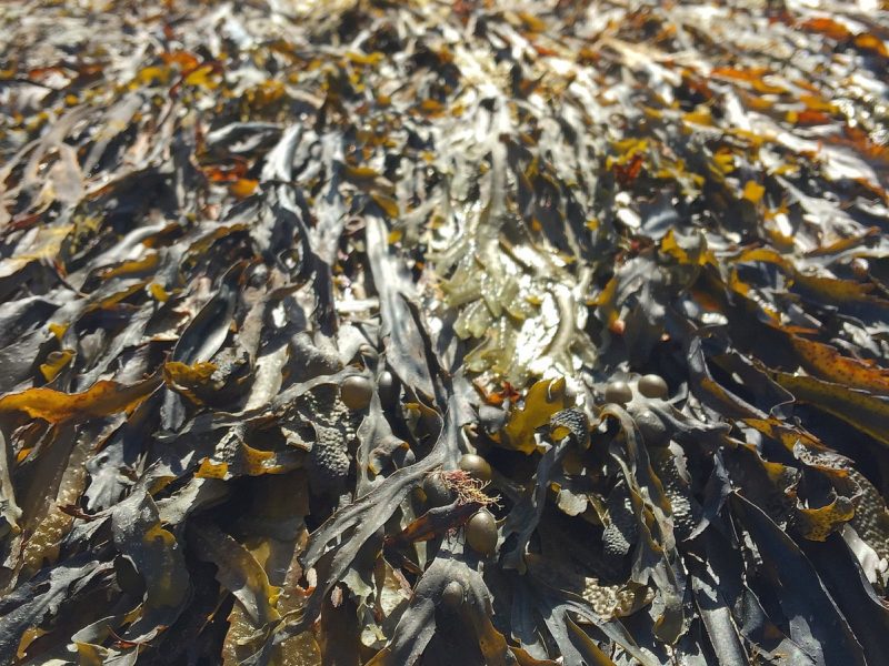 Iodine