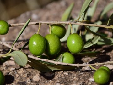 Sodium Olives