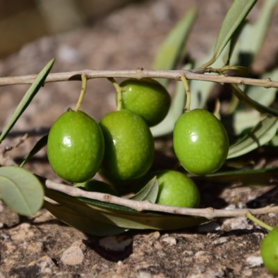 Sodium Olives