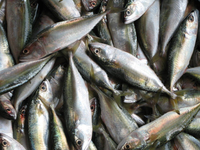 Ubiquinol Mackerel