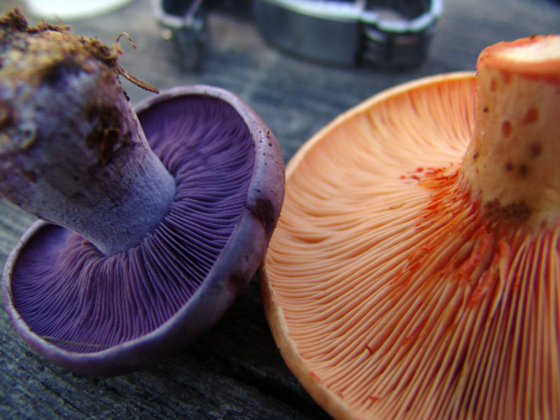 Mushrooms