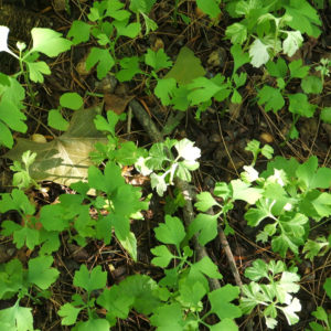 Ginkgo biloba leaf is a proven nootropic.