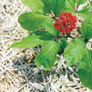 Panax ginseng is a proven nootropic.