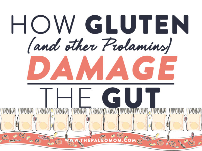 How-Gluten-(and-other-Prolamins)-Damage-the-Gut
