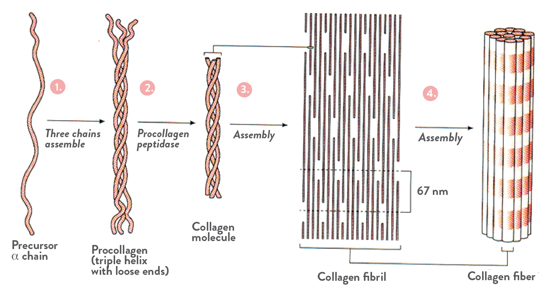 Коллаген эффективность. Коллаген структура. Структура коллагенового волокна. Коллагеновые волокна 1 типа. Коллаген структура волокна.